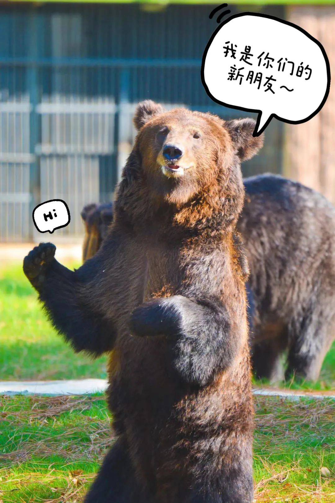 新晋明星熊熊出没!_棕熊_黑熊_亚洲
