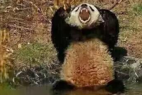 其实蚩尤败给了自己的坐骑食铁兽_大熊猫_无敌_时候