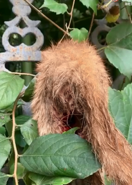 一念之差,猫咪严重受伤,手术救治后,最终还是去了喵星 一念之差,猫咪严重受伤,手术救治后,最终还是去了喵星