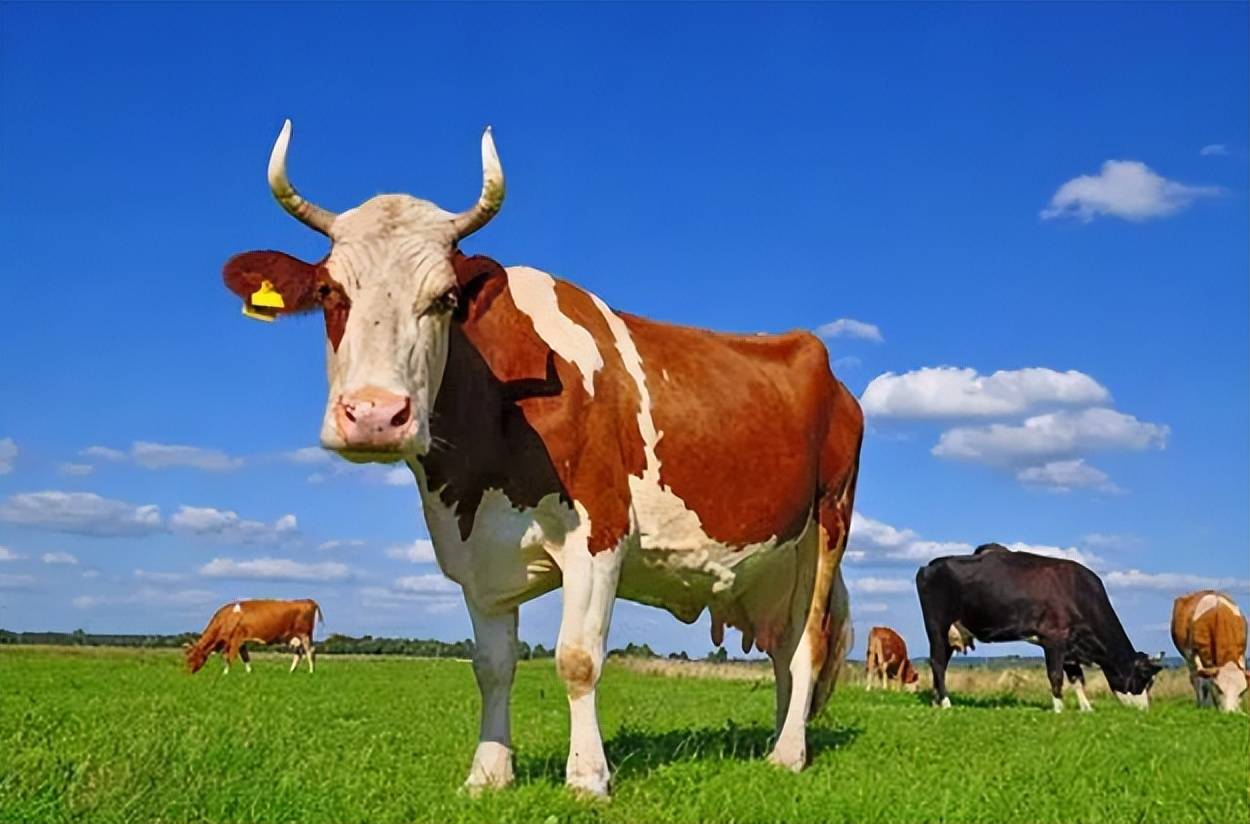 本文讲解_乳房_水门_奶水