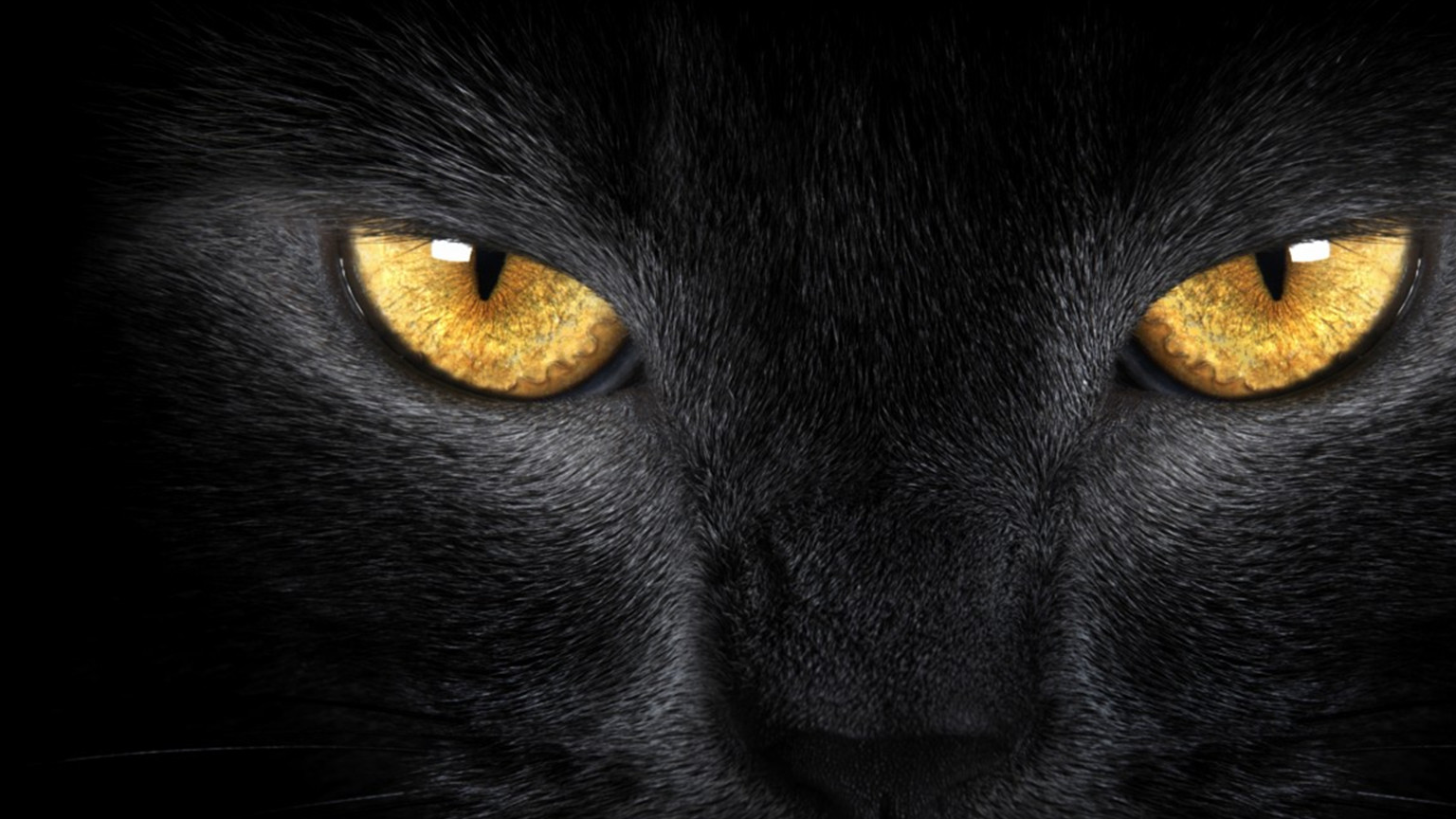 猫眼睛黑色壁纸图片
