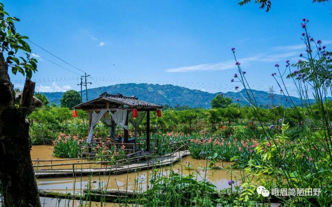 峨眉山月南花海简介图片