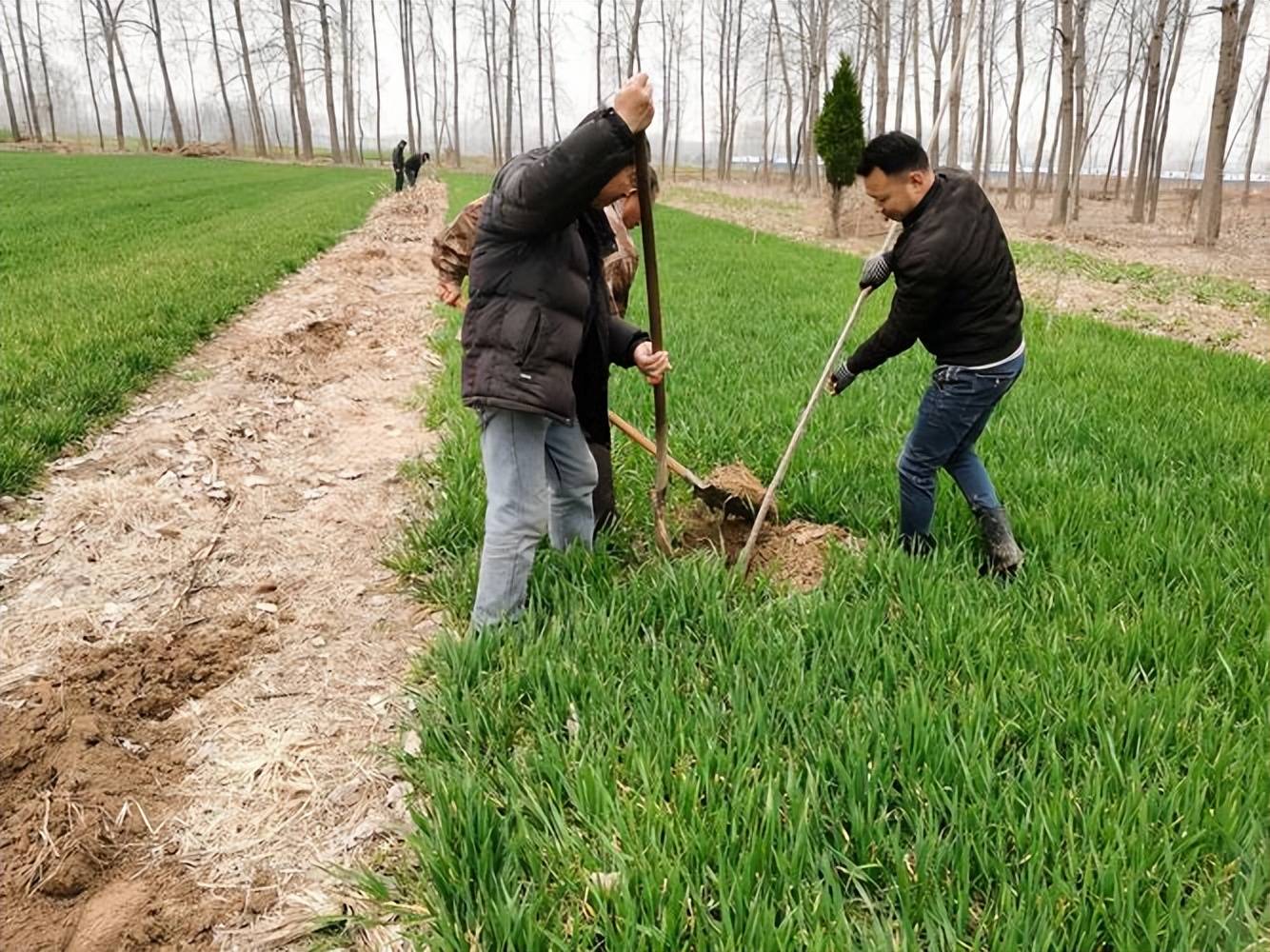 经济树木种植图片