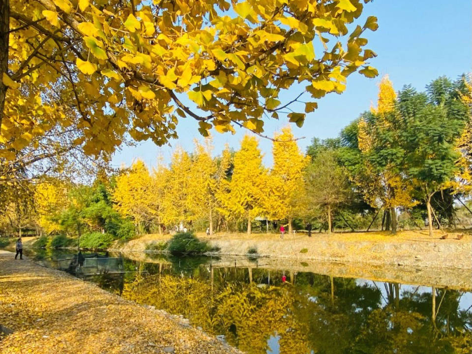 在四川崇州的羊马河银杏园,有一片迷人的秋天风景,让人仿佛置身于童话