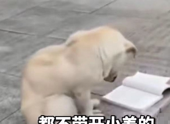 湖北一高校流浪狗在图书馆前看书，狗：我卷死你们