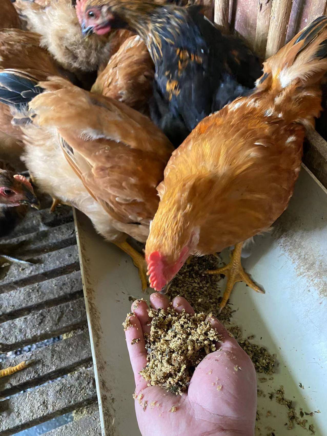 木薯渣千万别丢弃,发酵后喂鸡可提高鸡的能量利用效率,降本增效明显