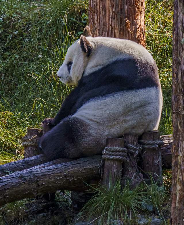 雅安才是严重被低估的旅游城市,光是看大熊猫就值得专程来一次