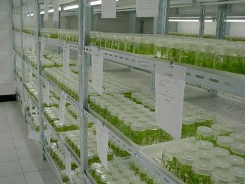衷音科技集团植物组织培养技术赋能现代农业_繁殖_发展_浙江