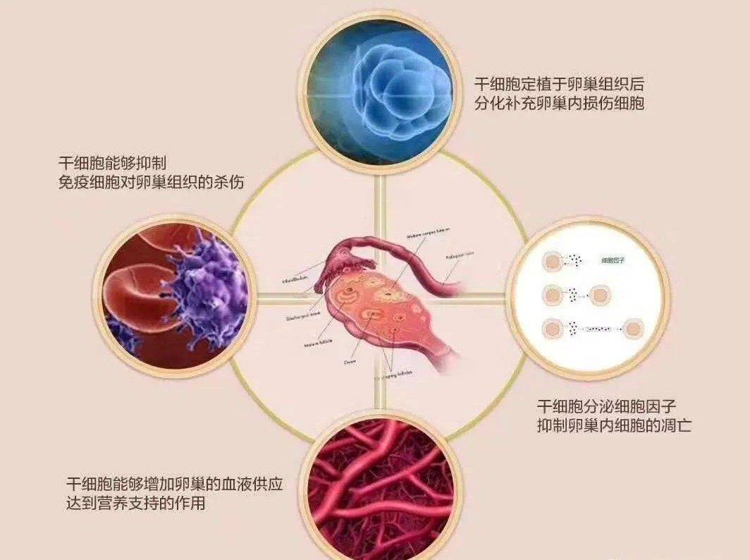 女性_研究_卵泡