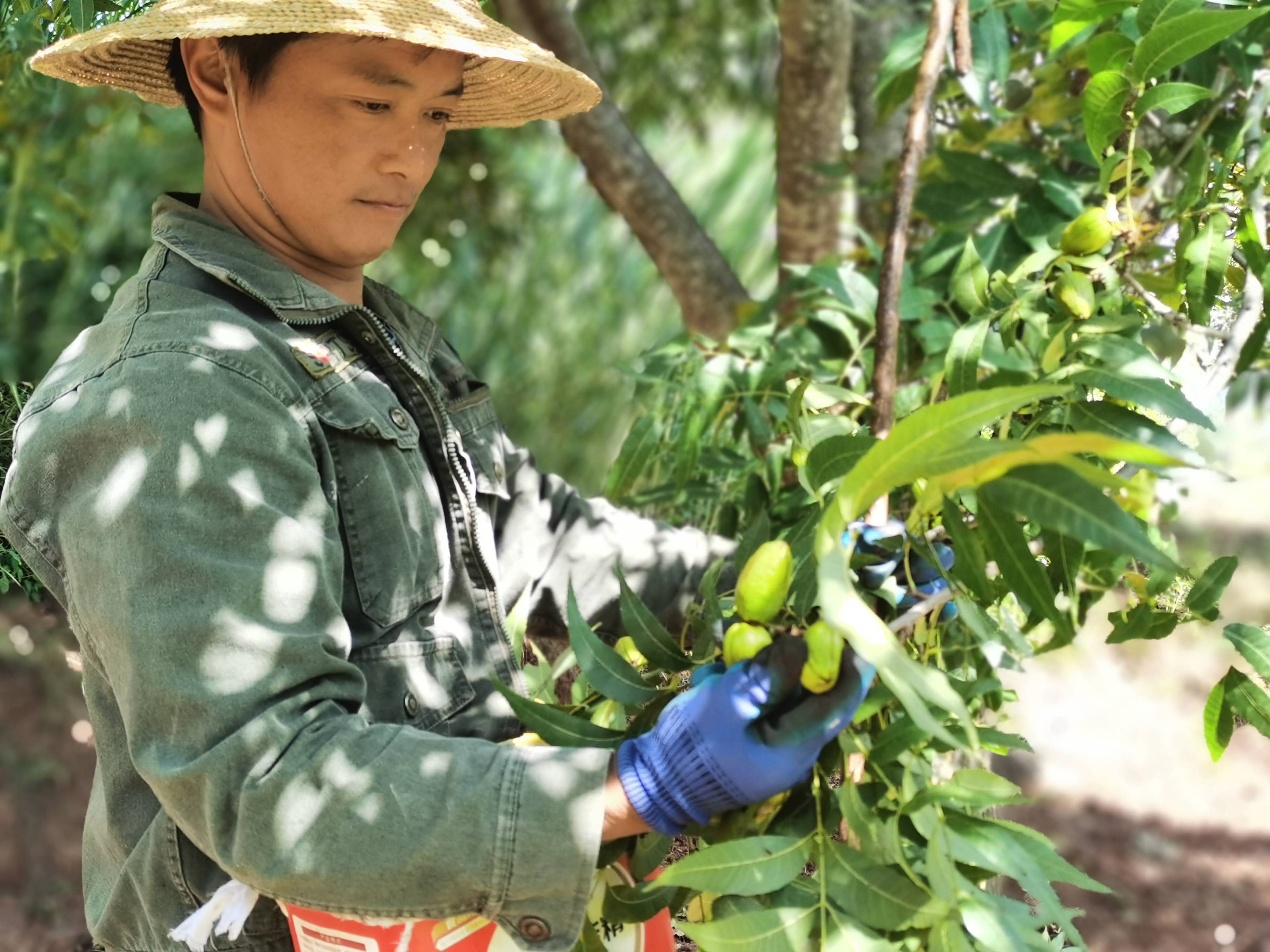 碧根果图片树图片欣赏图片