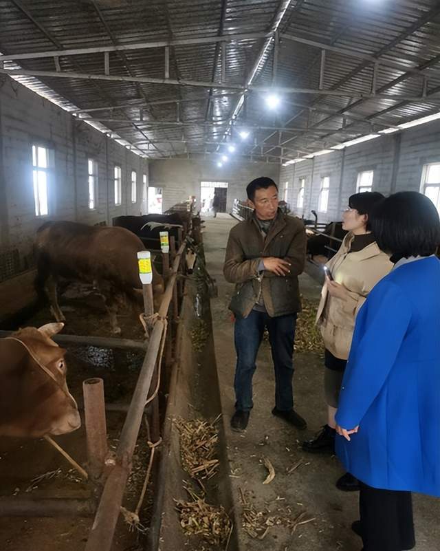 雷波县:推广新技术 专家上门解决肉牛养殖问题_王娅_进行_养牛场