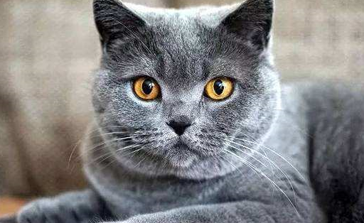 沙特尔猫和俄罗斯蓝猫,英国短毛猫并称为"世界三大蓝猫",性格超级好