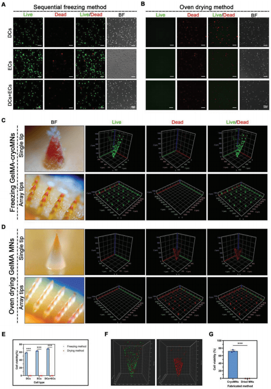 细胞解冻后,以2:1的比例对混合细胞进行活(绿色)/死(红色)细胞染色