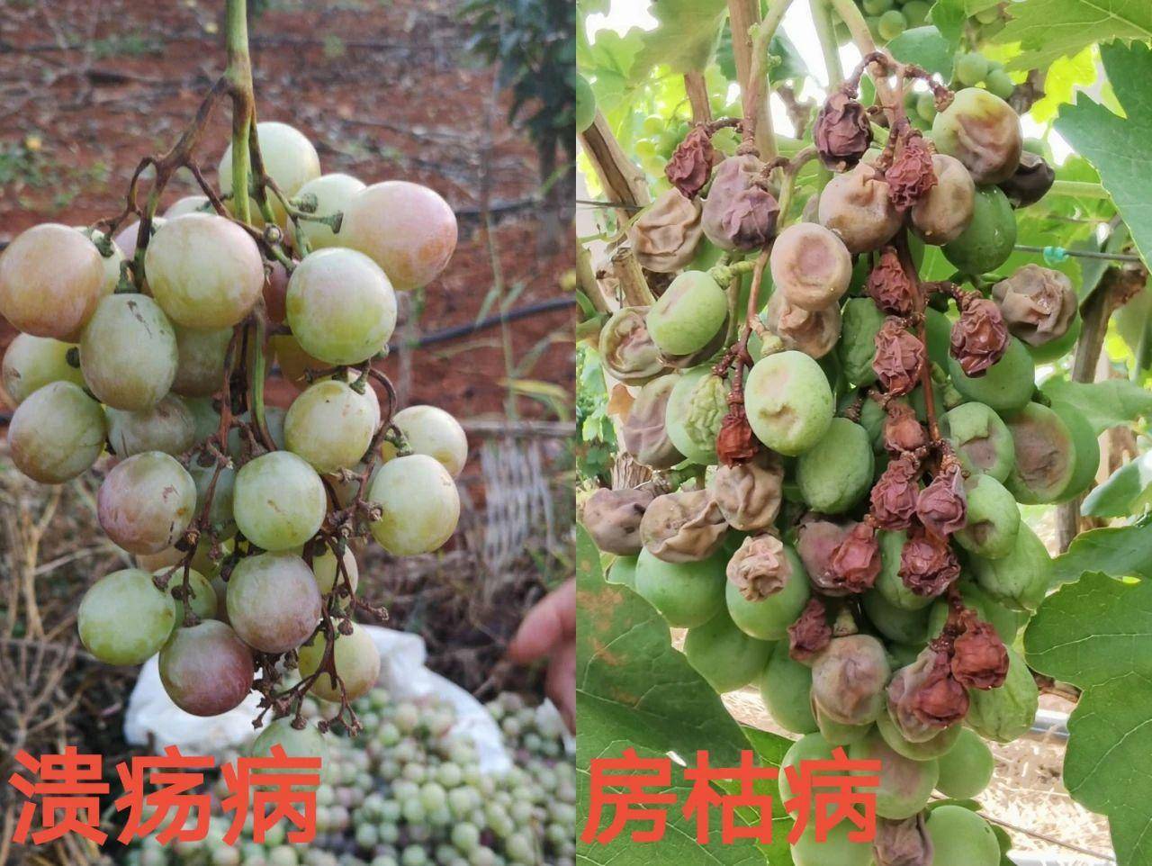 近年来葡萄溃疡病偏重发生,如何正确识别病害是重点!_笔者_区别_果实