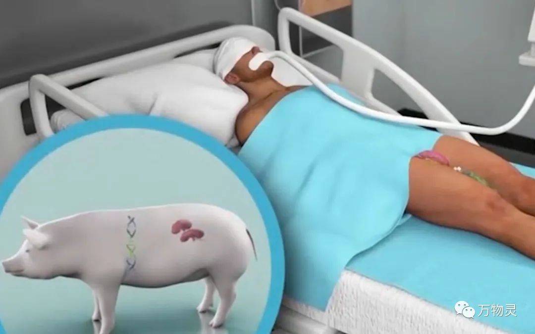 离奇壮阳治疗:西方科学家曾用动物睾丸移植进行实验!_方法_医学_男性