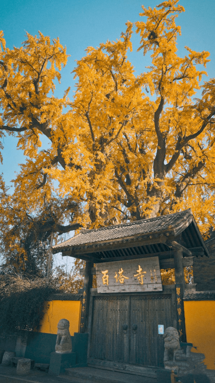 辋川王维银杏树图片