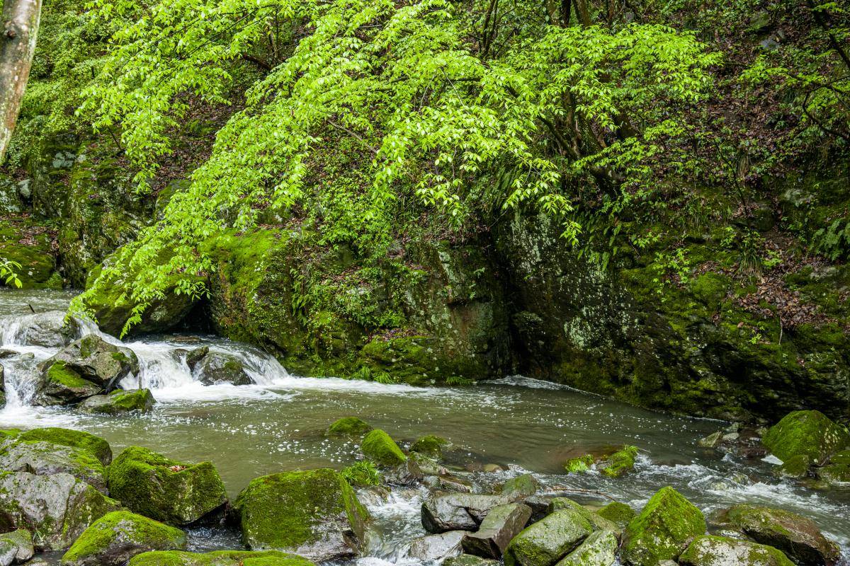 台州市天台县龙潭幽谷:探险与自然之美_游客_文化_飞瀑