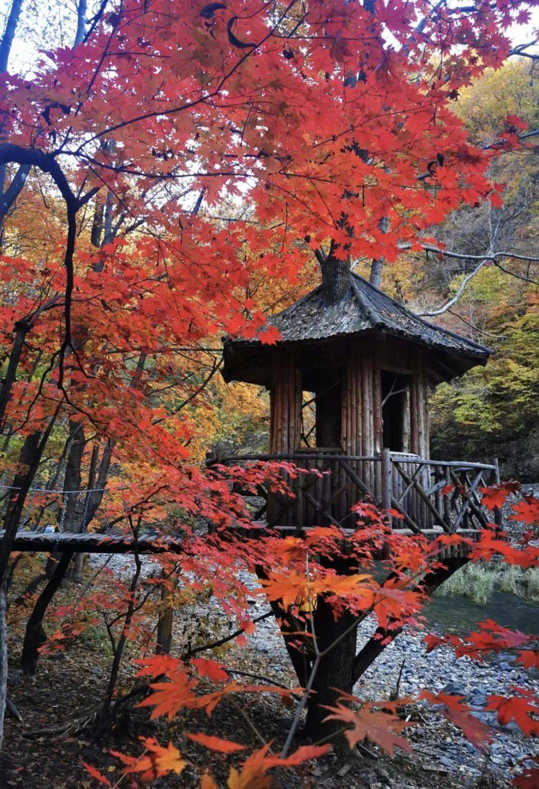 直达中国赏枫天花板,比日本更美,人均30吃遍东北早市_本溪_枫叶_枫林