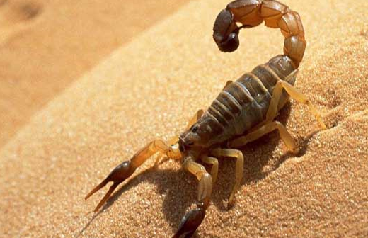 蝎子为什么是五毒之首,连同类都不放眼里,更何况毒蛇_动物_食物_身体