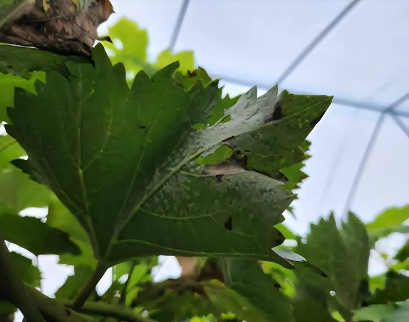 学会阳光玫瑰葡萄栽培技巧,轻松防治病虫害_适时进行_苗木_温度