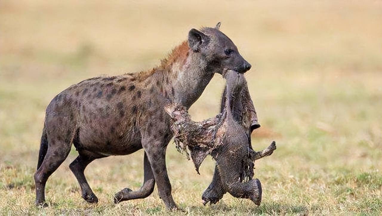 鬣狗独特的生理构造图图片