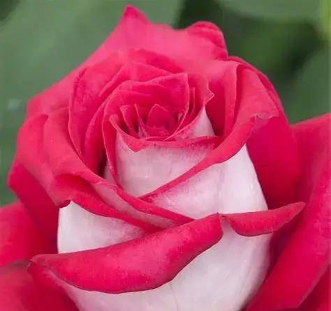 莫妮卡-贝鲁奇玫瑰:让人心跳加速的花_枝条_花瓣_土壤