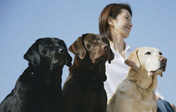 什么是导盲犬?为什么"首选"拉布拉多_主人_因为_工作
