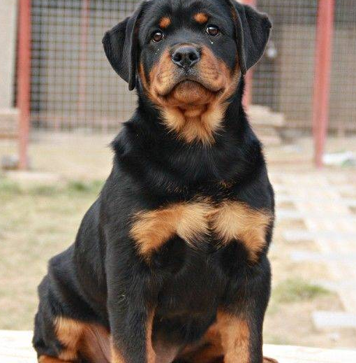 都说罗威纳忠诚,勇敢,为何养的人那么少?_狗狗_价格_开原