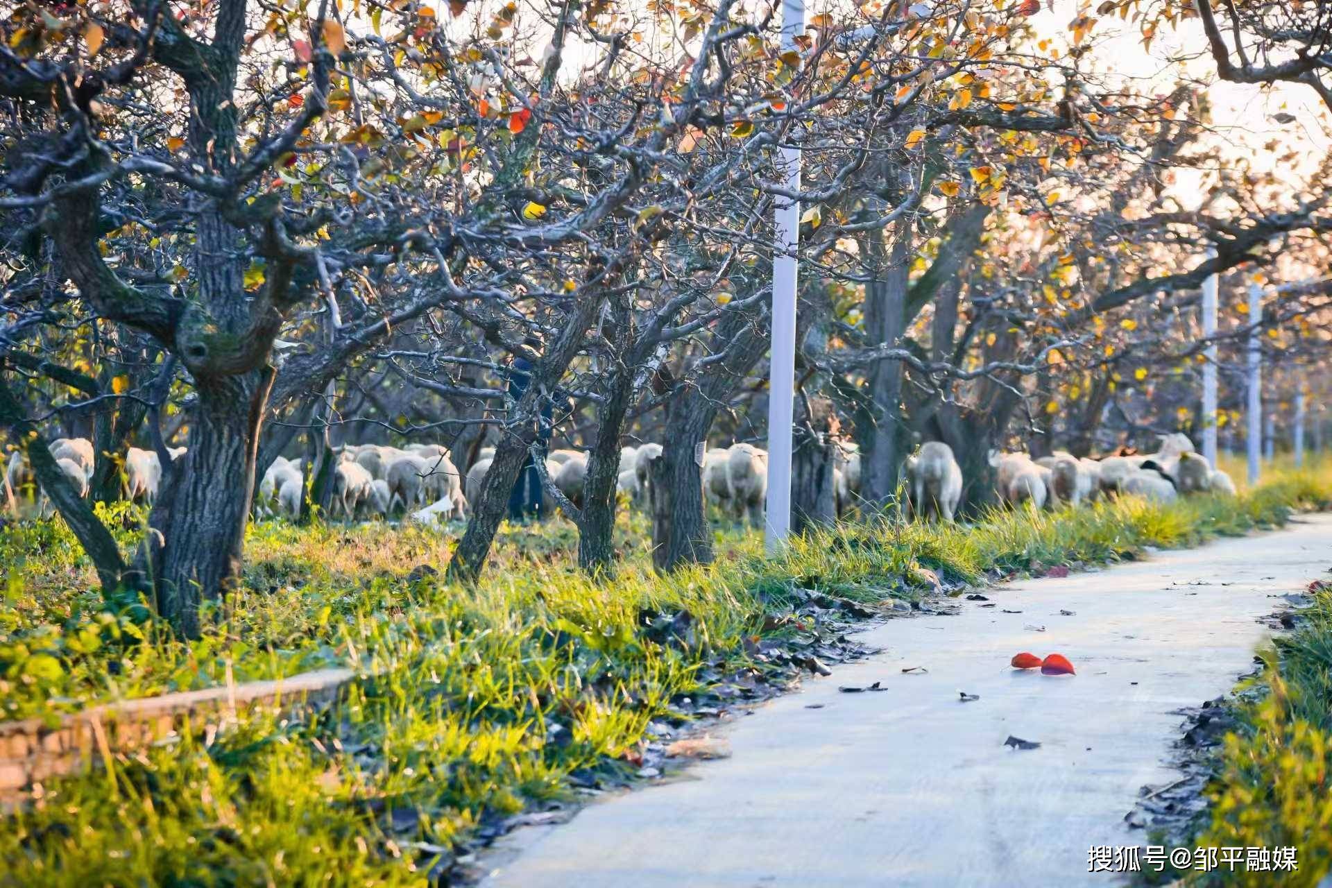 滨州市阳信县:秋染万亩梨园好风光_街道_时节_秋色
