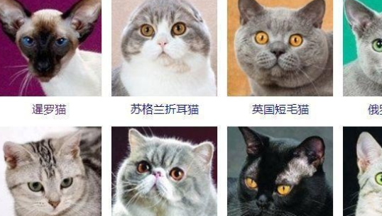 猫有哪些品种带图片名字