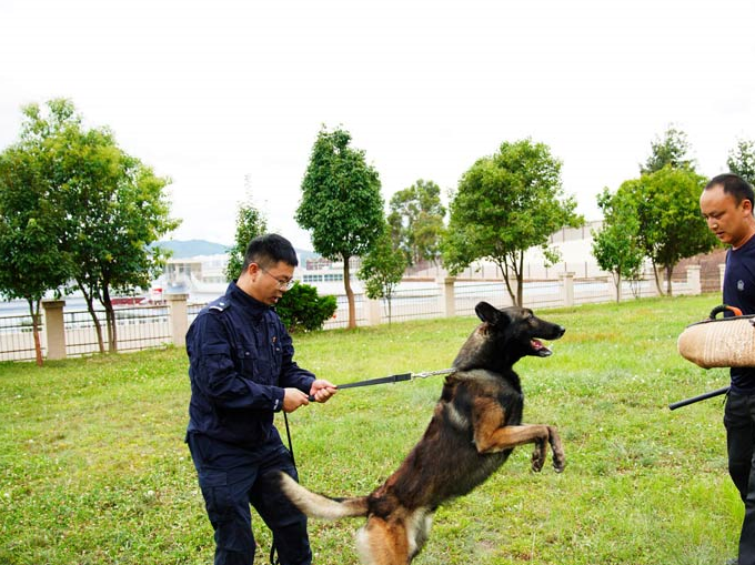 "神犬奇兵"炼成记_警犬_训导员_训练基地