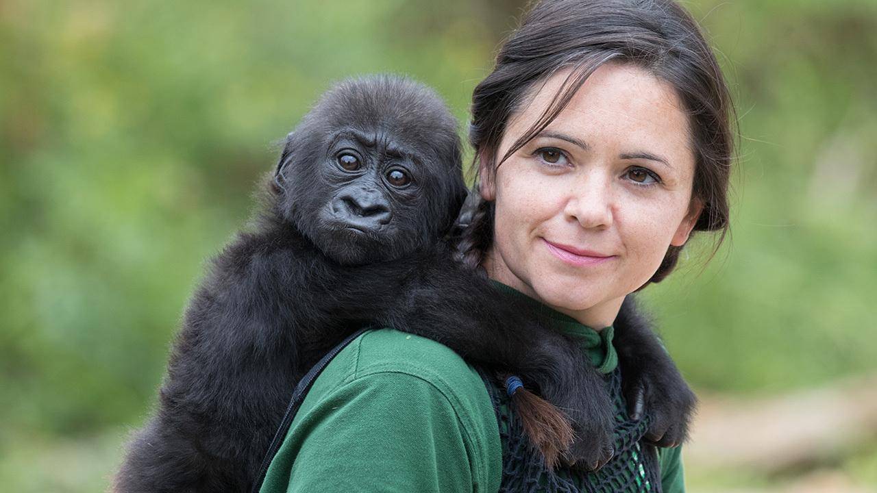 区区一只猿猴,真能越级式进化成人?_物种_智力_其他