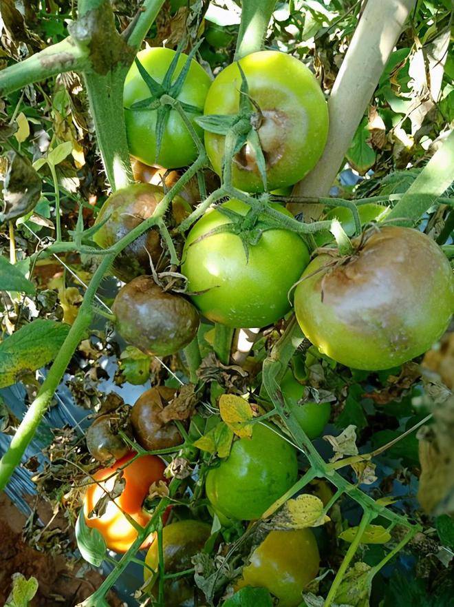 番茄细菌性溃疡病不得不防