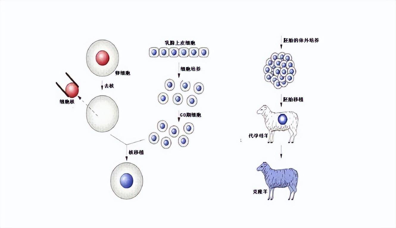 克隆是如何实现的?_体细胞_生物_技术