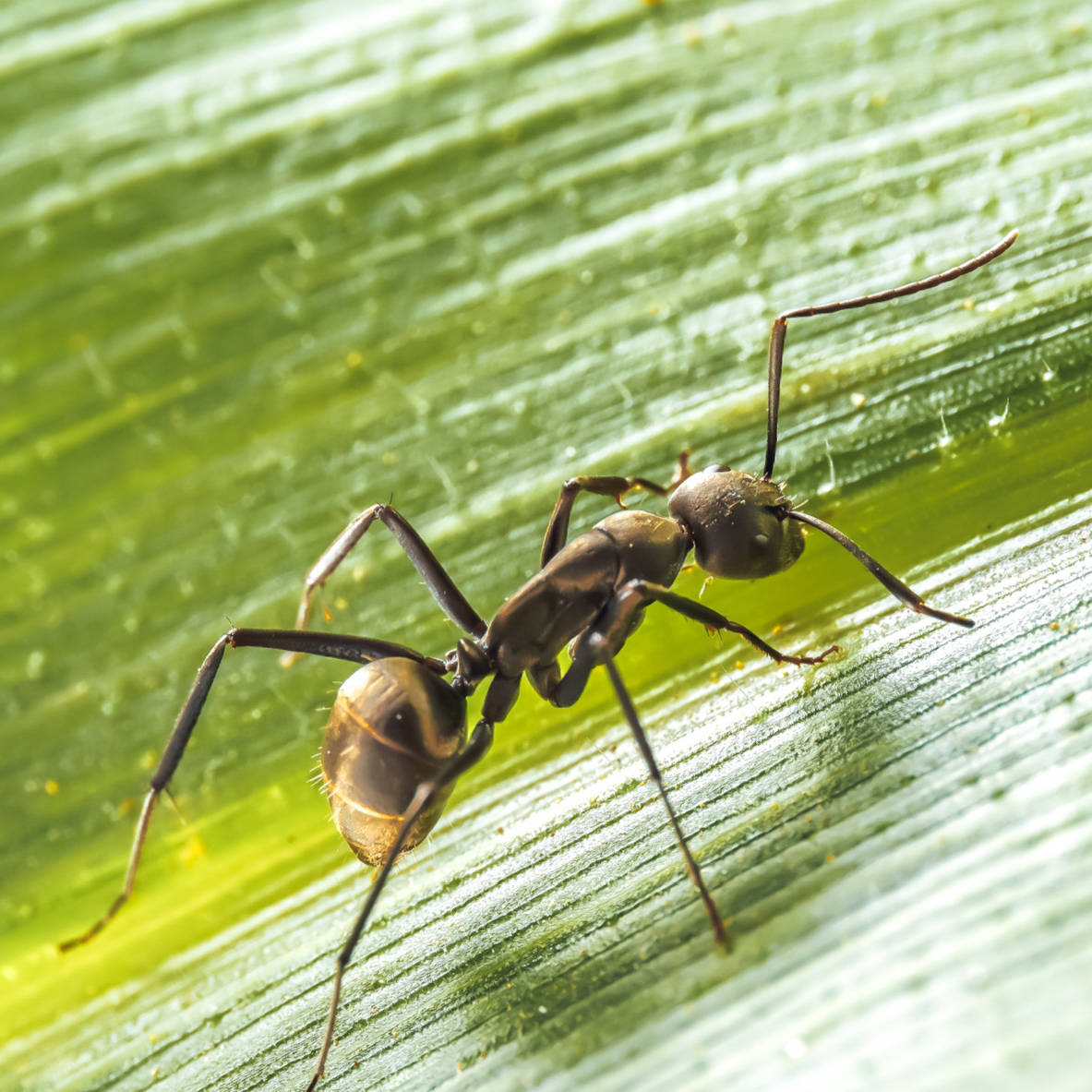 黄蚂蚁用什么药杀死最快,黄蚂蚁必杀技,秒杀最佳选择