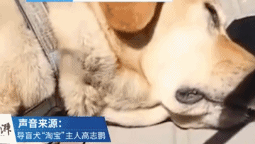 20年前的老片被顶上热搜，炸死功勋犬，导演还被夸“善良”？ 