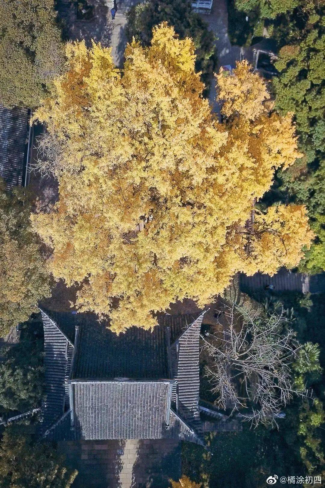 樹碑立傳|蘇州最好看的秋天,625棵銀杏古樹知道_東山_樹齡_綠園