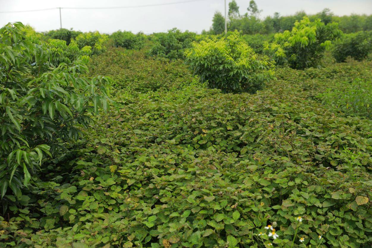 在广藿香的种植基地可以看到,十几个村民正在忙活采收广藿香,连根拔起