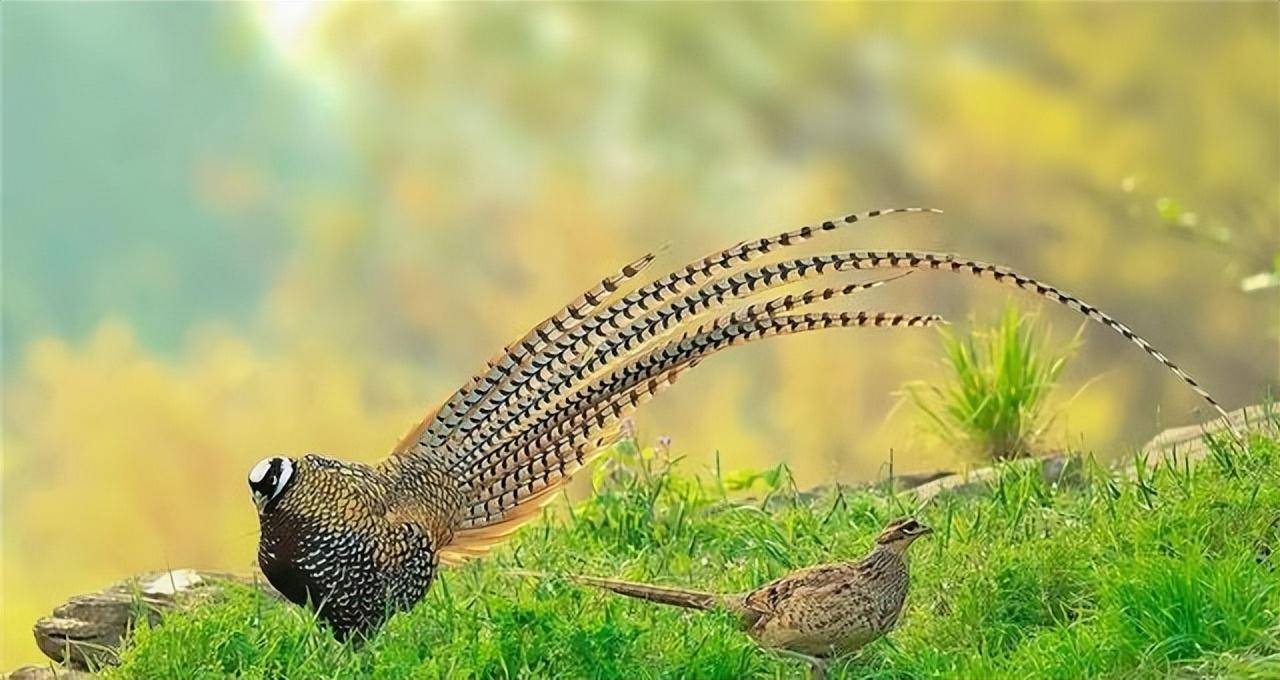 河南董寨现野生长尾鸡,被人驱赶都不愿挪窝,还会跳起来攻击人_游客