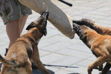 不管是你的钱包,背包,帽子还是鞋子,把东西放在你和狗之间的地上.