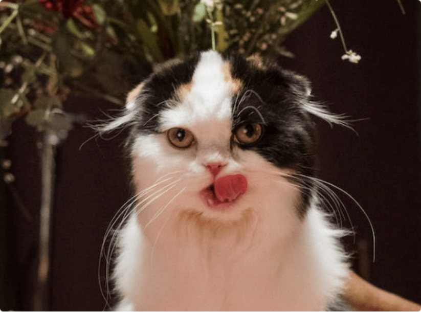 希宝猫罐头怎么样?