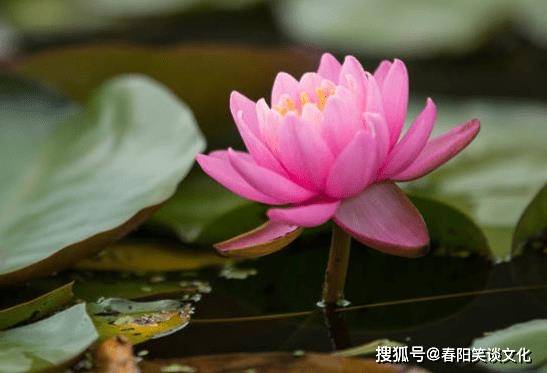 步入12月,运势称心如意,4属相吉星傍身,机遇不断,喜气满满_生活_朋友