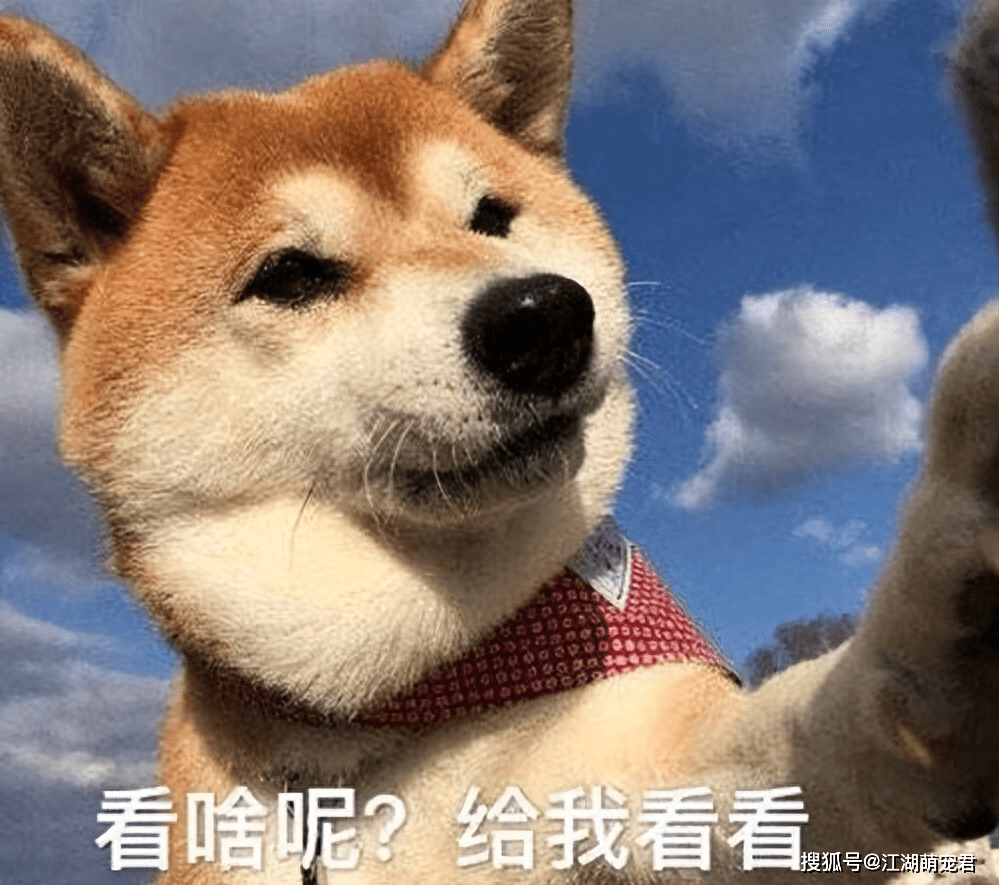 很凶的三个月黑脸小奶狗| 哼哼～标惹我哈～ （爹注）：臭臭在来到这个世界两个月后为了保护妈妈在饭店和别的狗狗打了一架，… | Flickr, image size:999x885