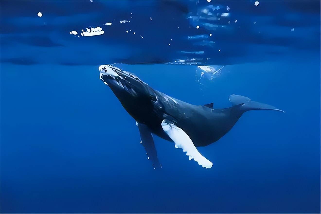 蓝鲸排出2吨粪便成海洋钻石之谜,探秘它们的独特之处!