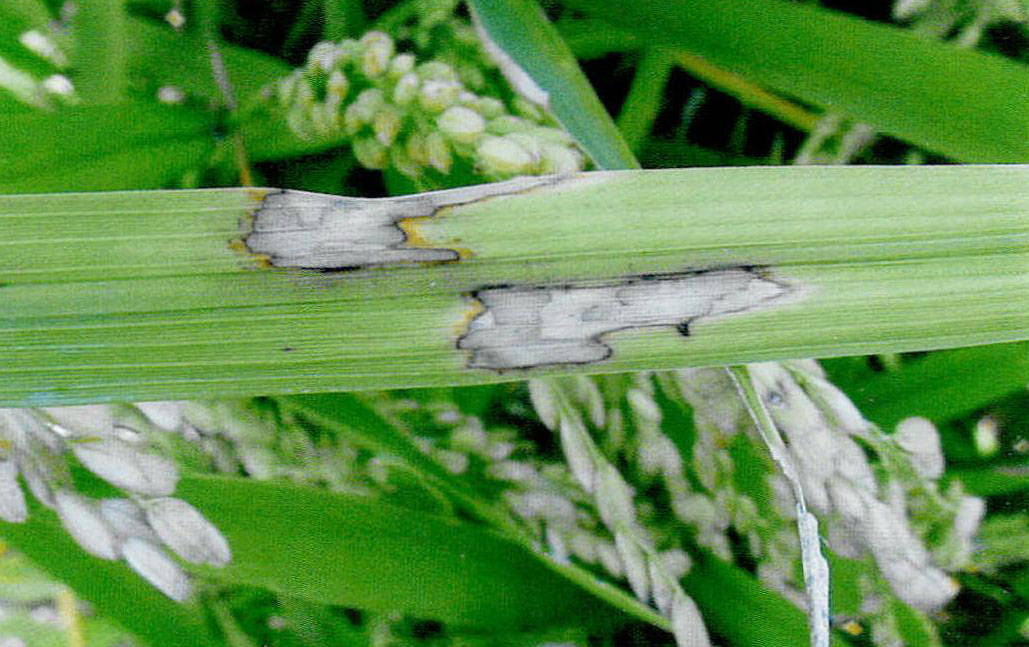 治疗纹枯病最好的药物有哪些推荐?_病害_作物_水稻