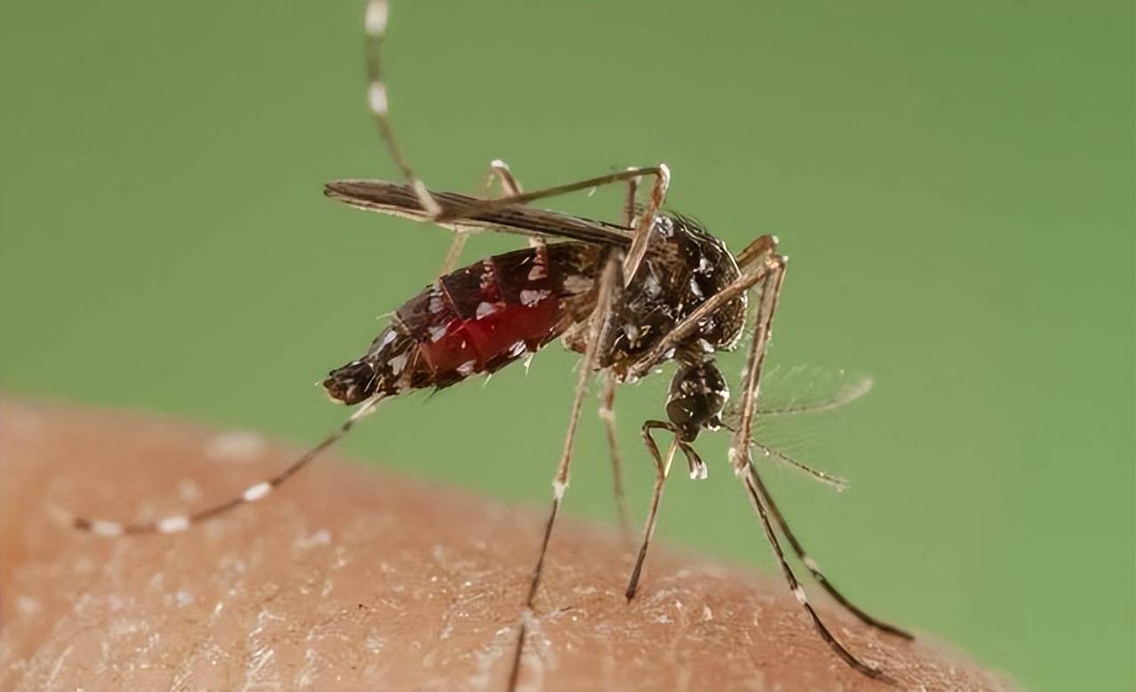 美国放24亿只转基因蚊子,科学家揭示巴西超级蚊子真相!