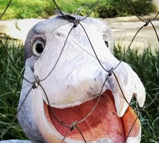 另外这个鸟表情也太多了吧……嗯,蠢的我喜欢!