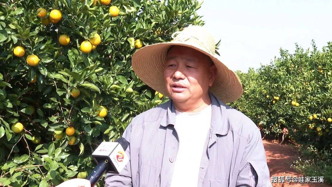 华宁冰糖橙上市啦~_牛山_果园_年产量