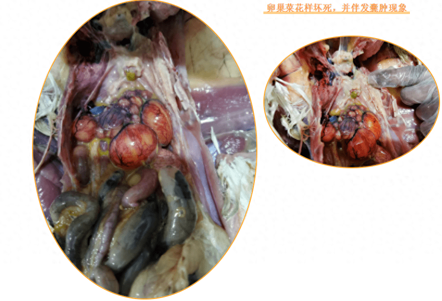 这几个现象要引起重视!_解剖_肝脏_毒素