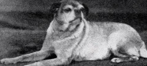 100年前的哈巴狗完全是另一个容貌！人类喜爱狗反而伤害了狗